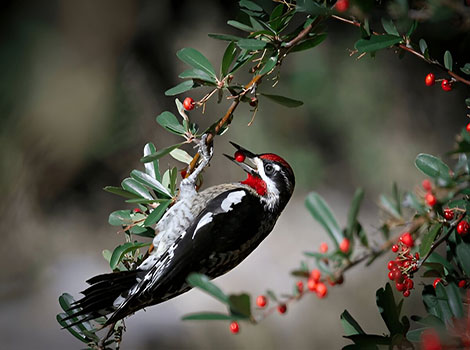 Red-naped Sapsucker and tree bark