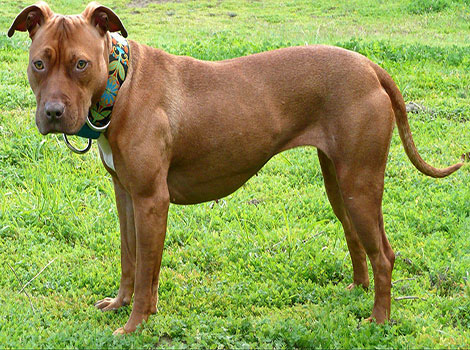 Red nose pit bull and strong physique