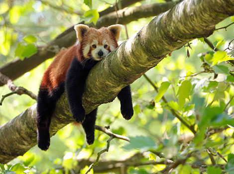 Red Panda and fluffy tail