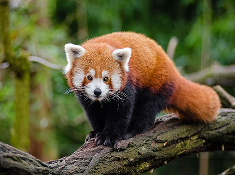 Red panda fur and climbing ability