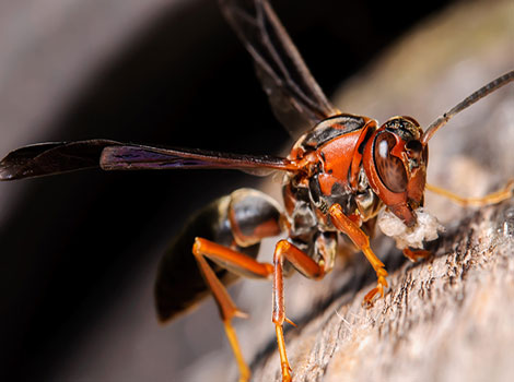 Red Paper Wasp and nest builder