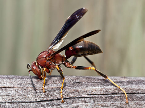 Red paper wasp and vibrant orange-red body