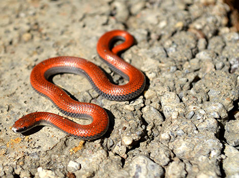 Red Racer Snake and high speed