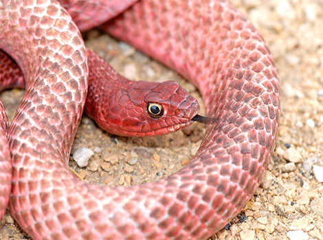 Red racer snake and swift movement