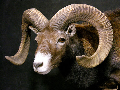 Red Sheep (Ovis aries) navigating rocky terrain.