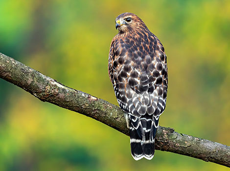 Red-shouldered Hawk and reddish-brown body