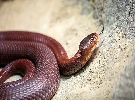 Red Spitting Cobra and expanded hood