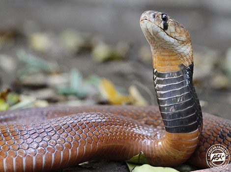 Red spitting cobra and defensive venom spray