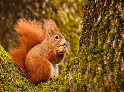 Red Squirrel and bushy tail