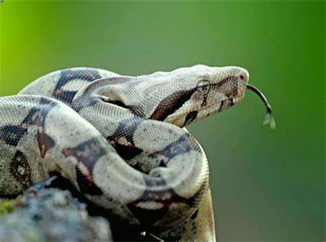 Red tail boa and powerful constriction