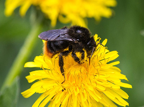 Red-tailed cuckoo bumblebee and parasitic behavior
