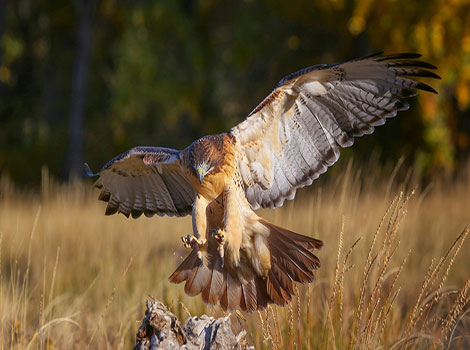 Red-tailed Hawk and soaring flight