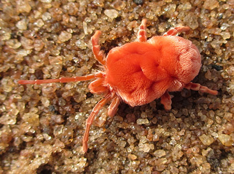 Red velvet mite and tiny arachnid