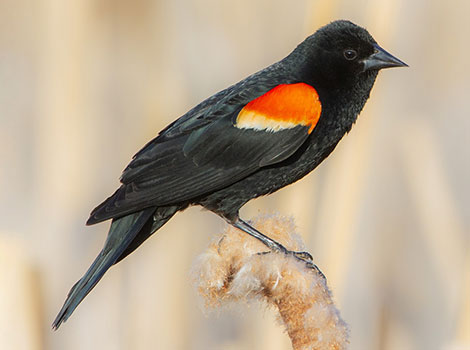 Red-winged Blackbird and red shoulder