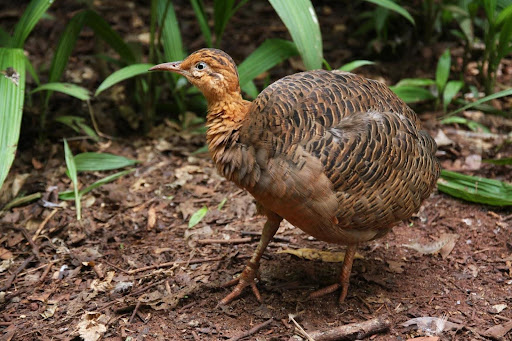 Red-winged Tinamou and mottled plumage