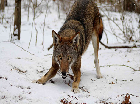 Red Wolf and slender body