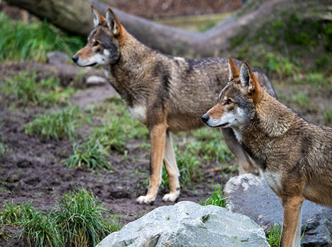 Red Wolf and slender body