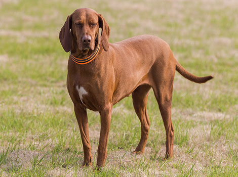 Redbone Coonhound and strong scent drive