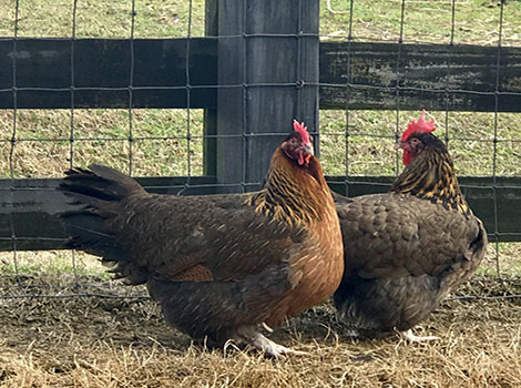 Redcap Chicken and red rose comb
