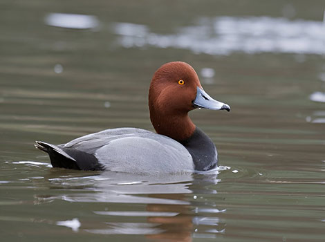Redhead Duck and diving ability
