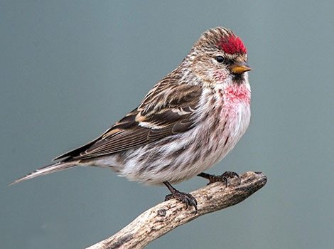 Redpolls and arctic winter survival