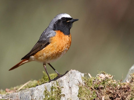 Redstart and orange-red tail