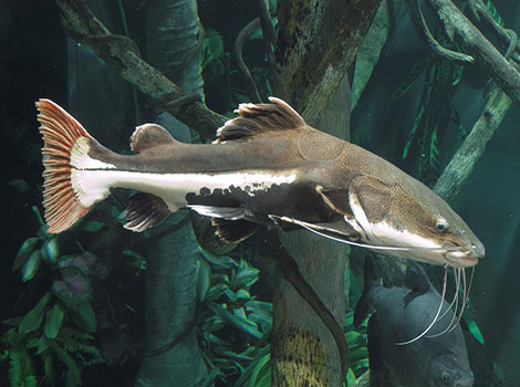 Redtail catfish and Amazon River
