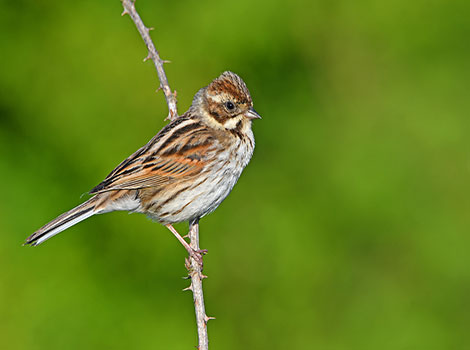 Reed Bunting and wetlands habitat
