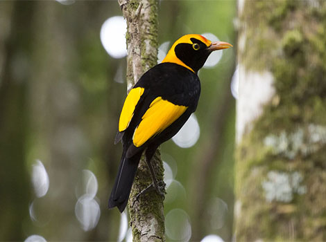 Regent Bowerbird and golden crown