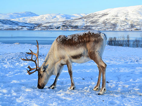 Reindeer and large antlers