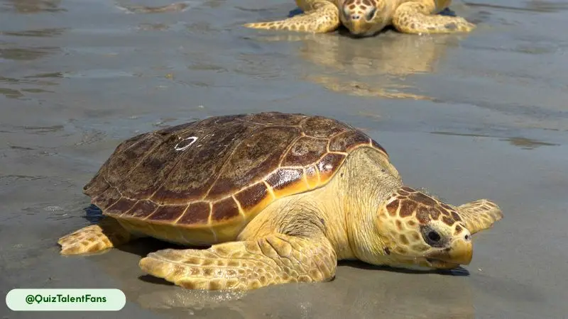 A loggerhead turtle can voluntarily stay underwater for hours at a time