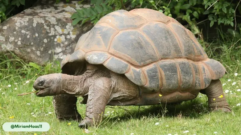 The Aldabra Giant Tortoise can live to be 150 years old