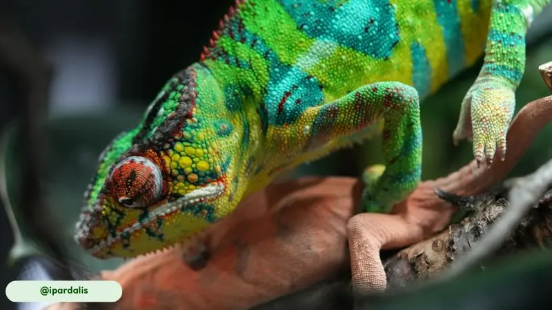 Chameleons change color for camouflage, communication, and social signaling
