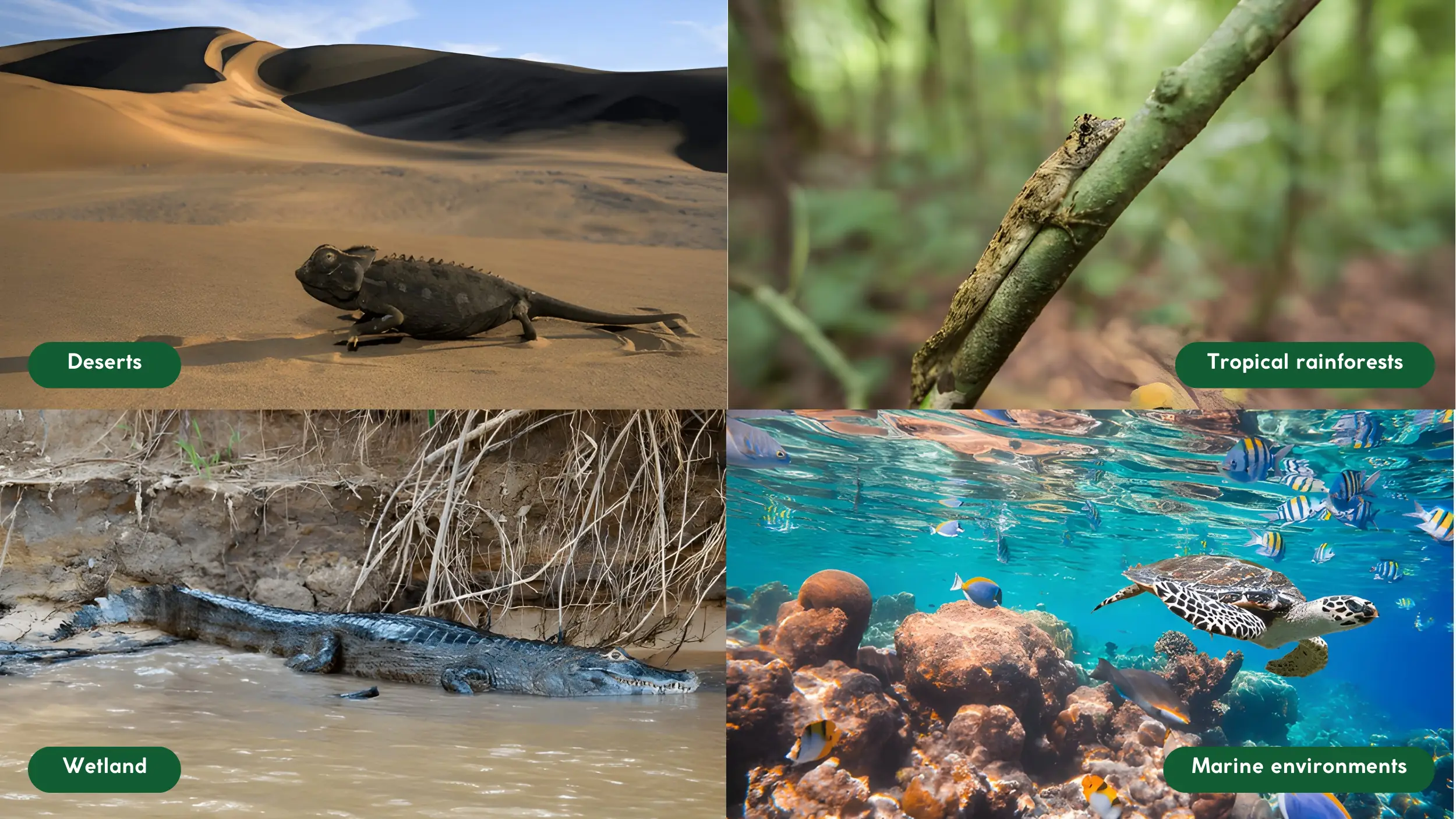 Reptiles Classification Characteristics Types Behaviors Feeding 