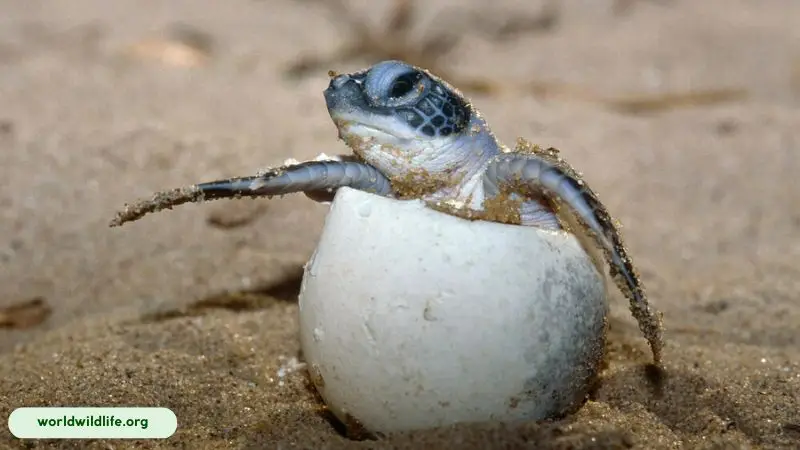 The hotter the nest, the more female sea turtles are born, while cooler temperatures produce more males