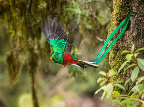 Resplendent Quetzal and long tail