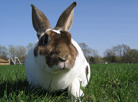 Rex Rabbit and plush velvety coat