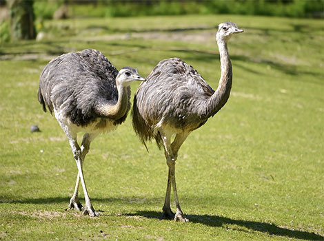 Rhea and long legs