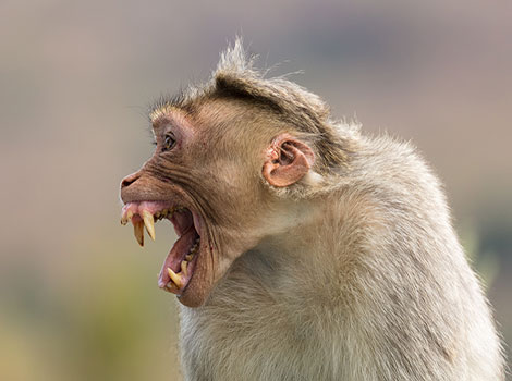 Rhesus Macaque and pink face