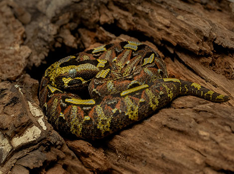 Rhino viper and vivid coloration