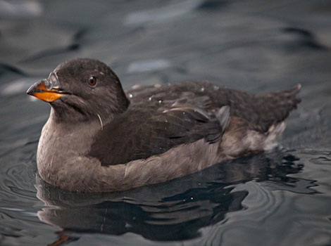 Rhinoceros Auklet and horned beak