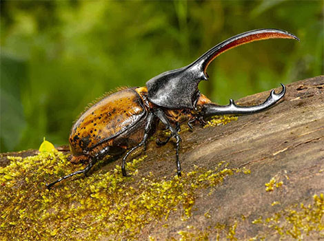 Rhinoceros Beetle and horned body