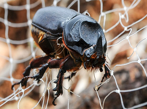 Rhinoceros beetle and powerful horns