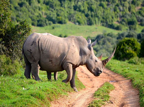 Rhinoceros size and grassland habitat