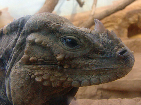 Rhinoceros iguana and bony horn structure
