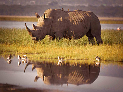 Rhinoceros and large horn