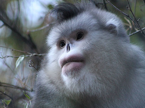 Rhinopithecus monkey and thick fur