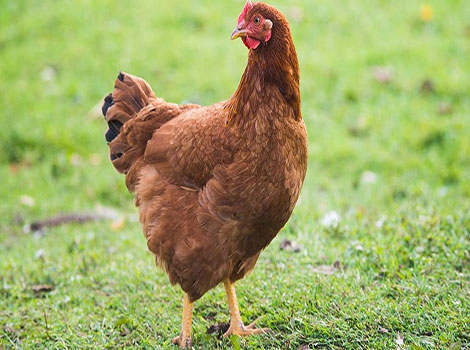 Rhode Island Red Chicken and deep red plumage