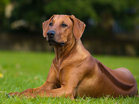 Rhodesian Ridgeback and ridge fur pattern