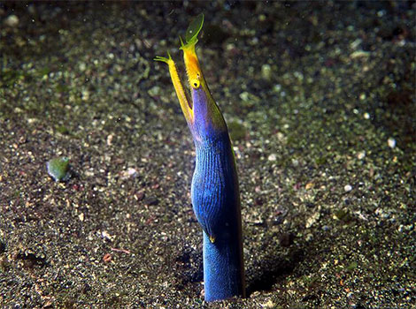 Ribbon Eel and electric blue